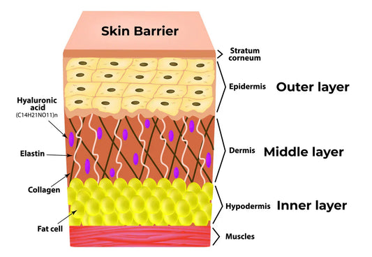 Eine geschädigte Hautbarriere reparieren: Anzeichen, Ursachen und die richtige Routine